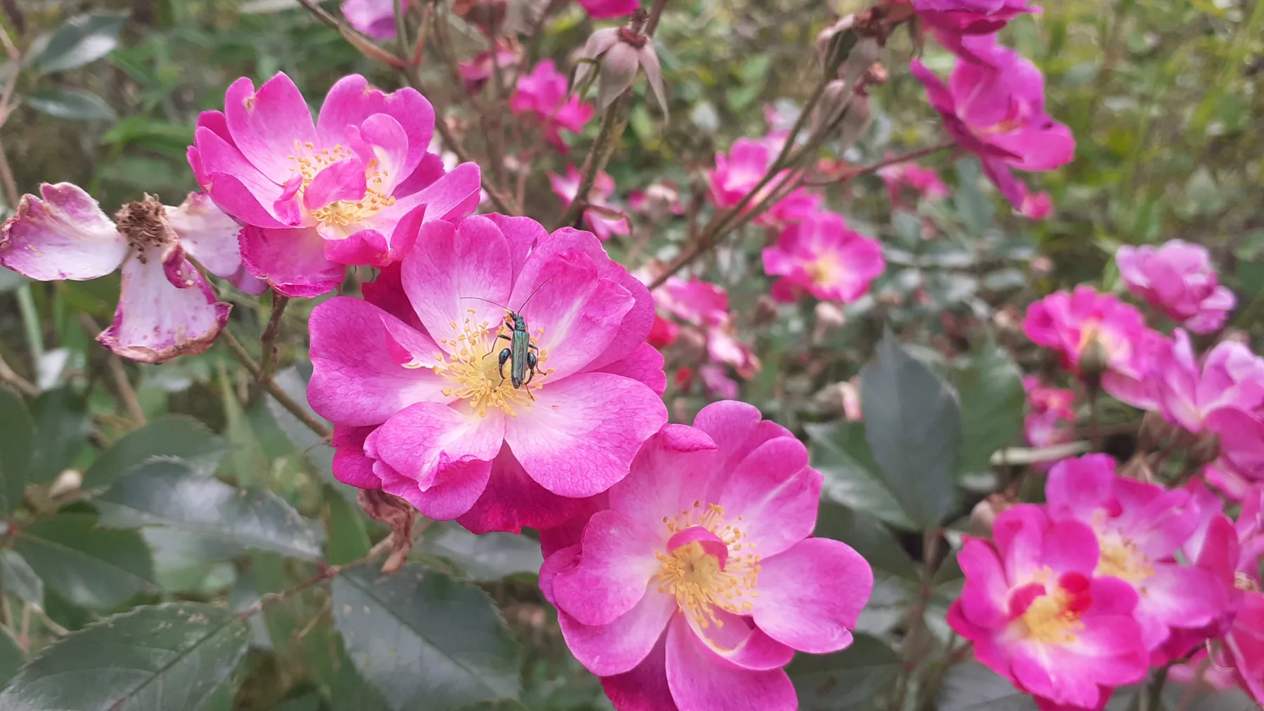 Rose et insecte au jardin